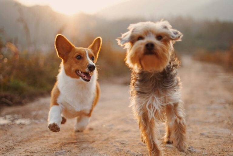 Dog owners have better cardiovascular health.
