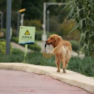 Pet Waste Removal