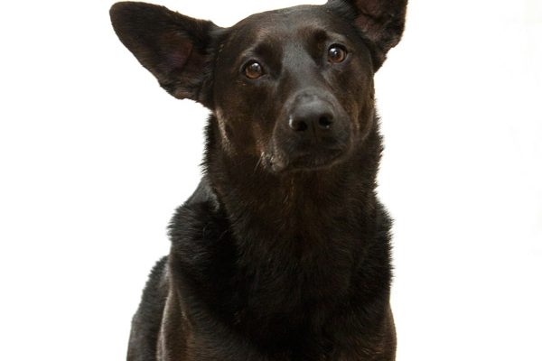 dog-siting-on-white-background-square